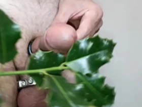 Holly for a christmas cock